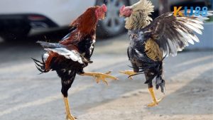 da-ga-campuchia-ku88