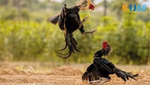 da-ga-don-truc-tiep-thomo